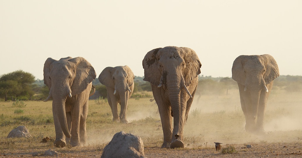 Migration-Expeditions-Nxai-Pan-Botswana-Shaun-Stanley-2015-(302)