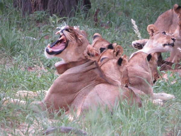 Yawning mom lion - spice girls somalisa