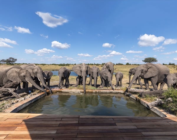 elephant-pool-somalisa-1