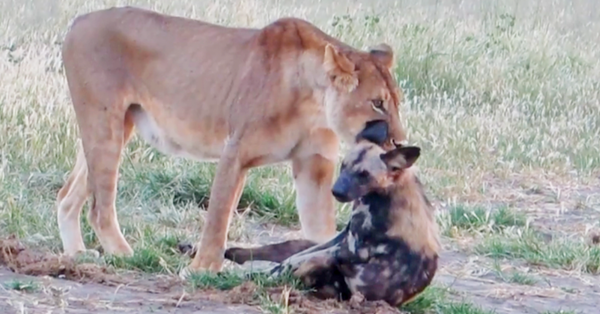 lion wild dog african bush camps-1