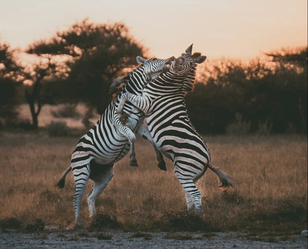 migration-expeditions-craig-soco
