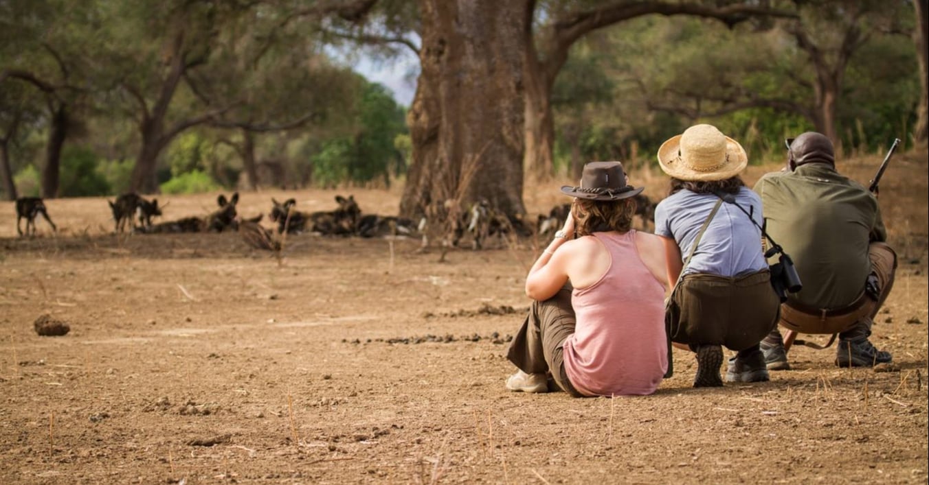 Wild dogs-2