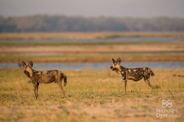 wild dogs mana pools national pack nick dyer zimbabwe safari